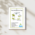 Load image into Gallery viewer, The Life Cycle of a Frog Package | Model Toys, Cards & Digital Posters | Bundle of 17 pcs
