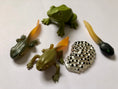 Load image into Gallery viewer, The Life Cycle of a Frog Package | Model Toys, Cards & Digital Posters | Bundle of 17 pcs
