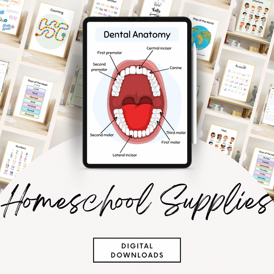 Dental Anatomy Digital Poster