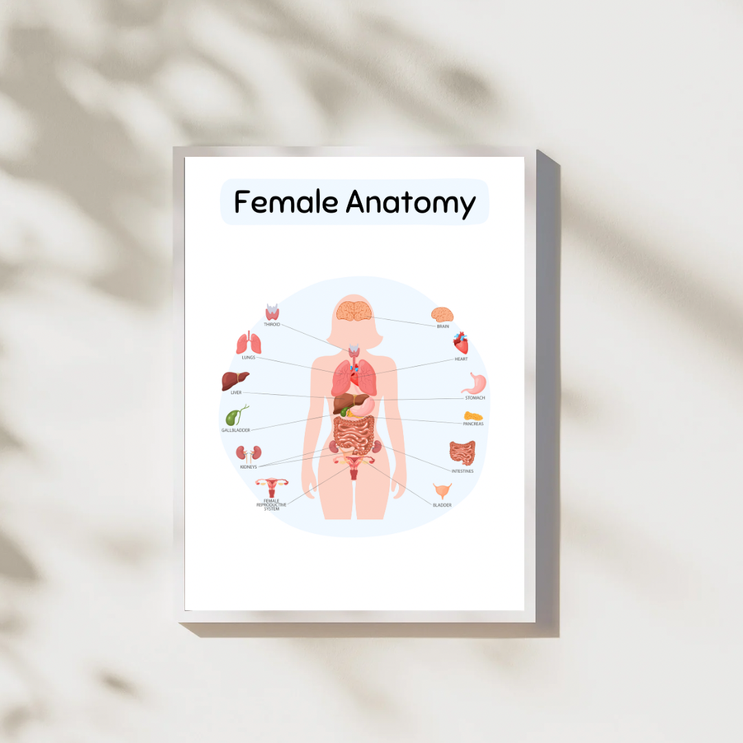 Female Anatomy Digital Poster