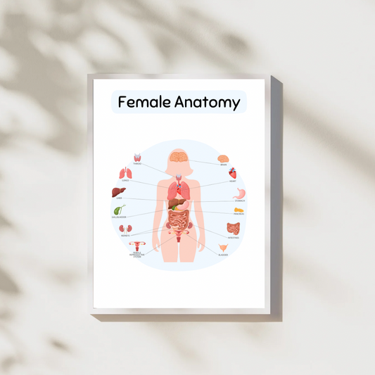 Female Anatomy Digital Poster