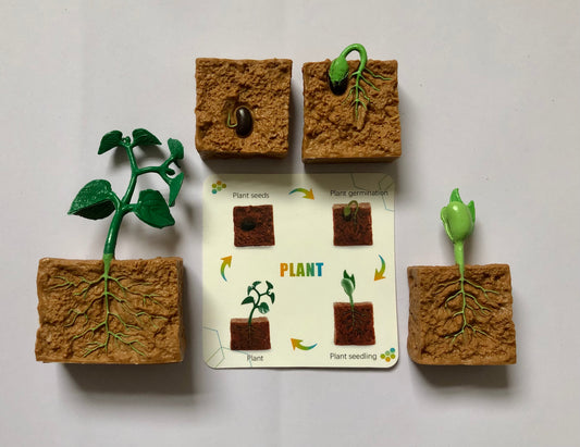 The Lifecycle of a Plant Package | Model Toys, Cards & Digital Posters Bundle of 19 pcs