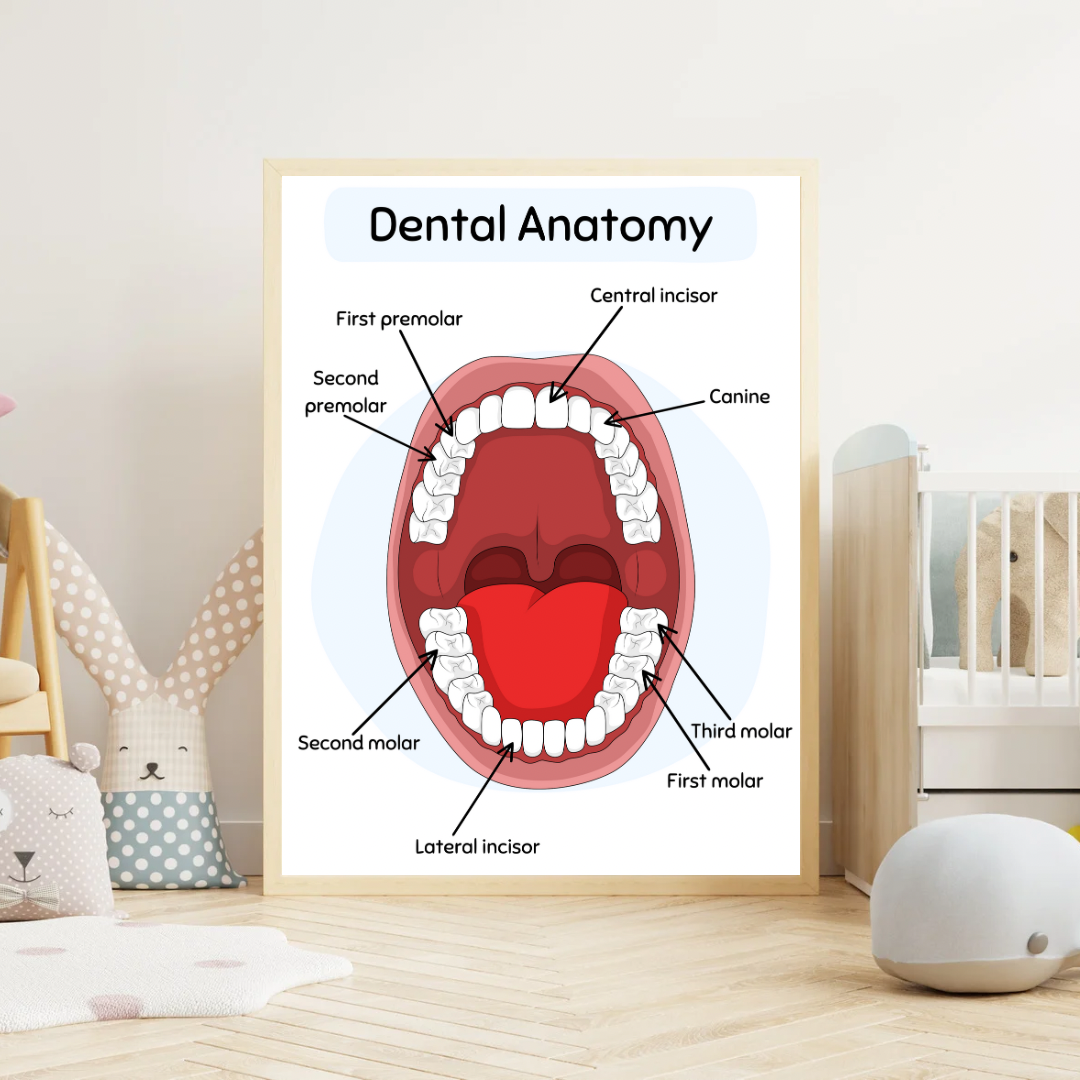 Dental Anatomy Digital Poster