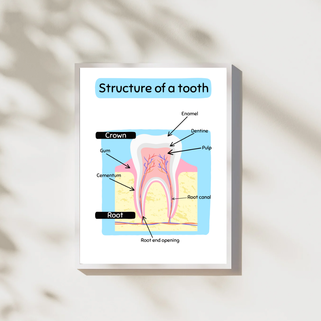 Dental Anatomy, 2 pcs, Digital Posters