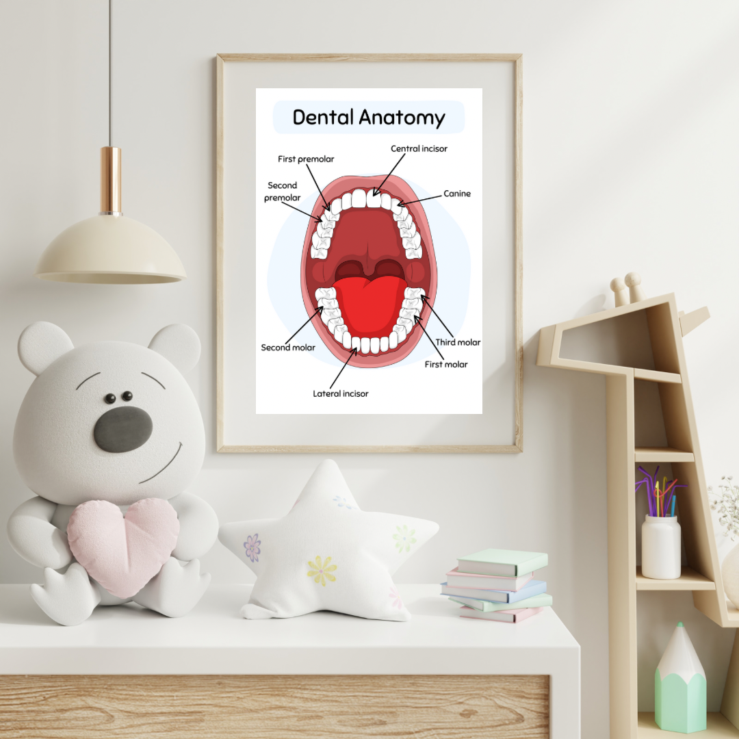 Dental Anatomy Digital Poster