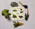 Load image into Gallery viewer, The Life Cycle of a Frog Package | Model Toys, Cards & Digital Posters | Bundle of 17 pcs
