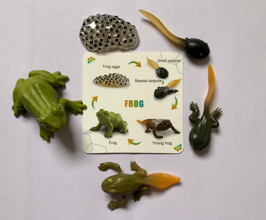 The Life Cycle of a Frog Package | Model Toys, Cards & Digital Posters | Bundle of 17 pcs