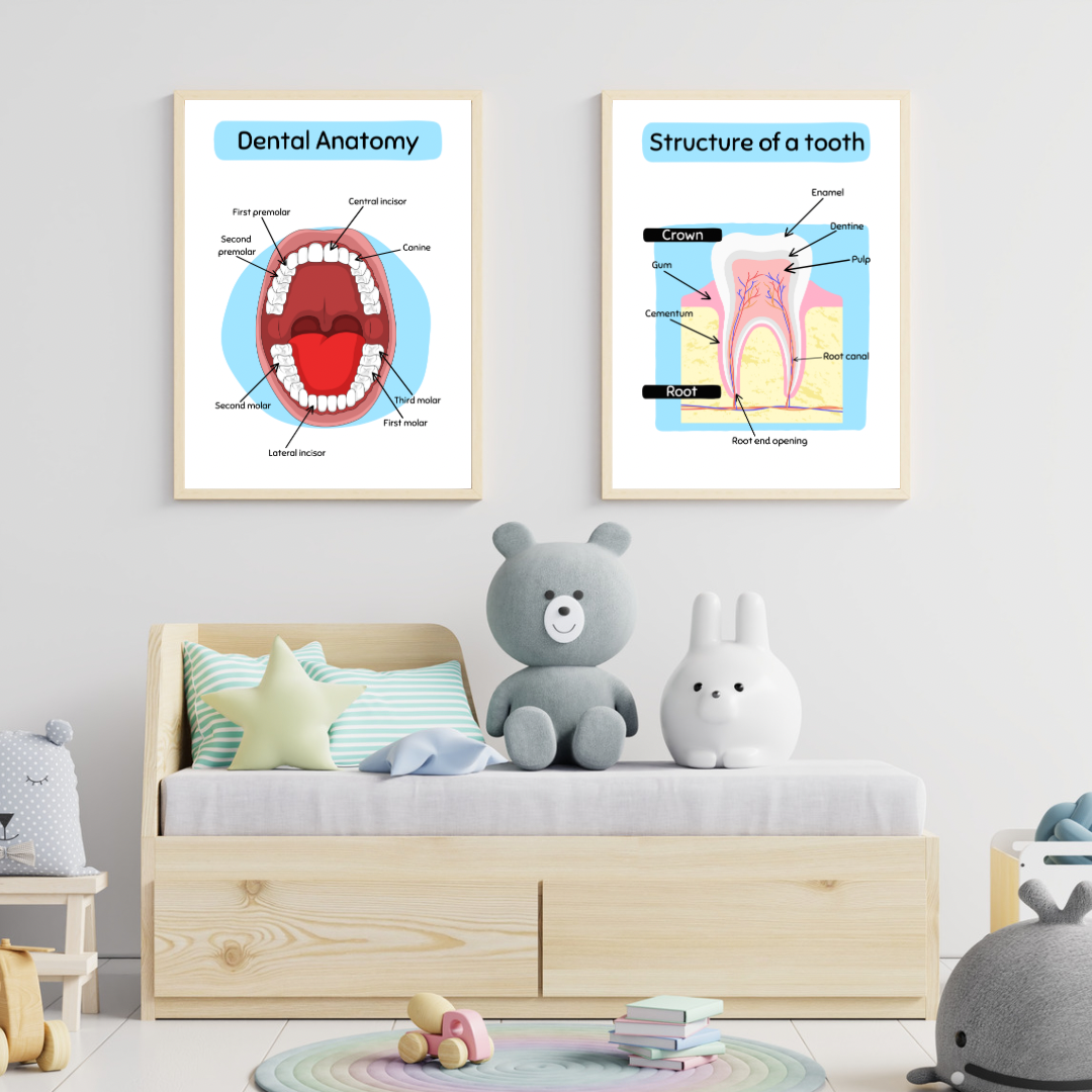 Dental Anatomy, 2 pcs, Digital Posters