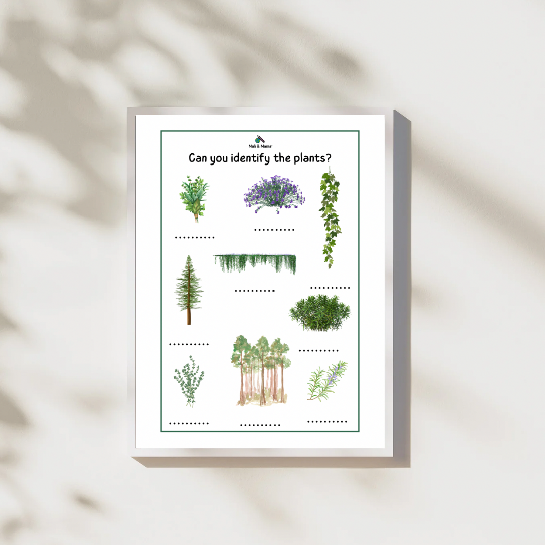 The Lifecycle of a Plant Package | Model Toys, Cards & Digital Posters Bundle of 19 pcs