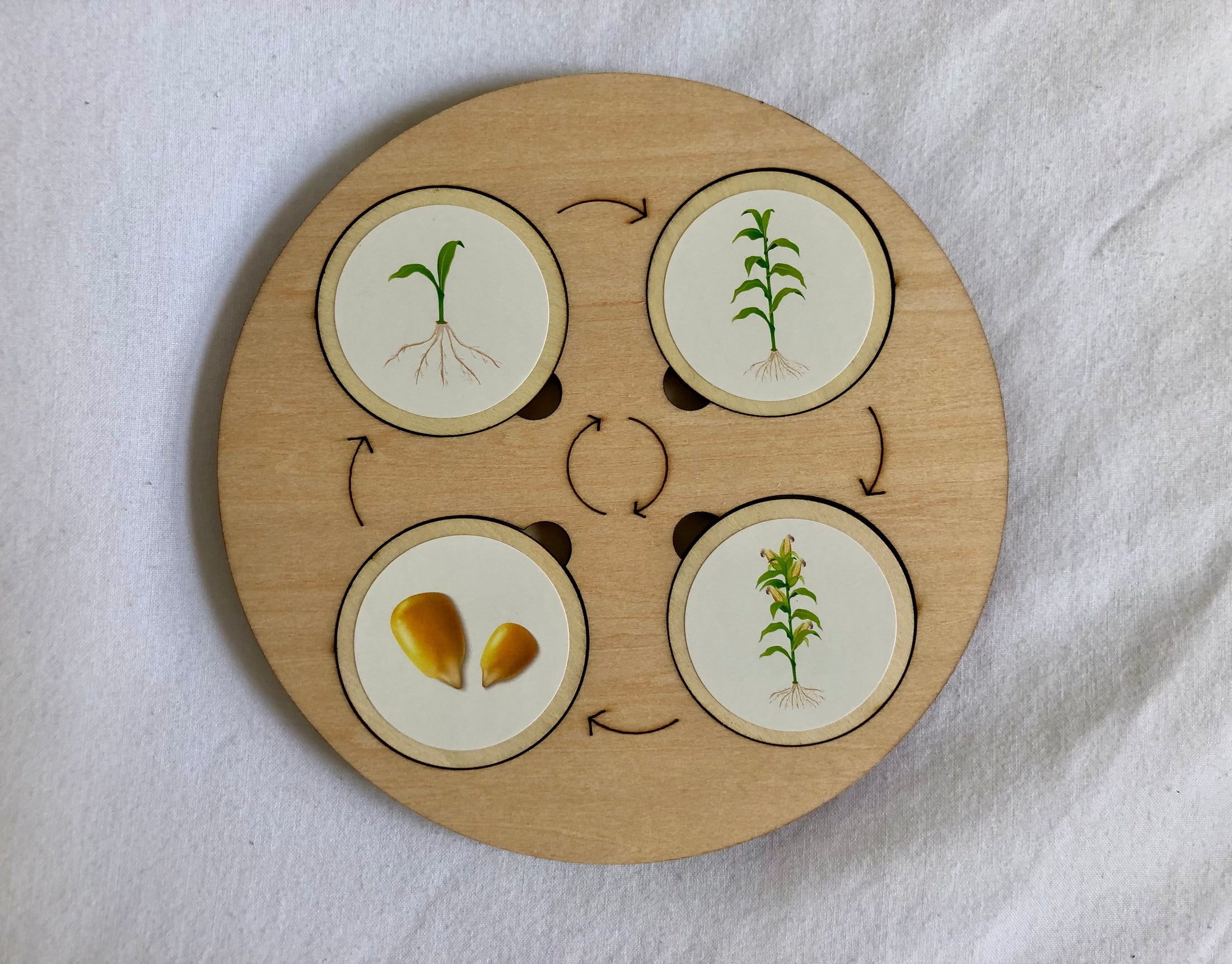 Montessori Wooden Life Cycle Board | 10 Life Cycles