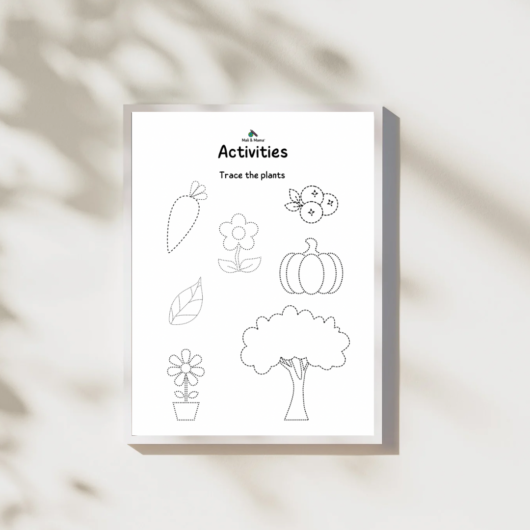 The Lifecycle of a Plant Package | Model Toys, Cards & Digital Posters Bundle of 19 pcs