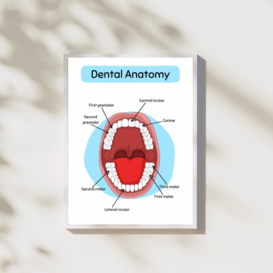 Dental Anatomy, 2 pcs, Digital Posters