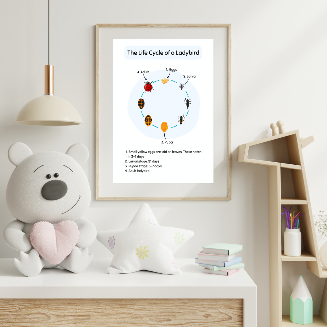 The Life Cycle of a Ladybird Digital Poster