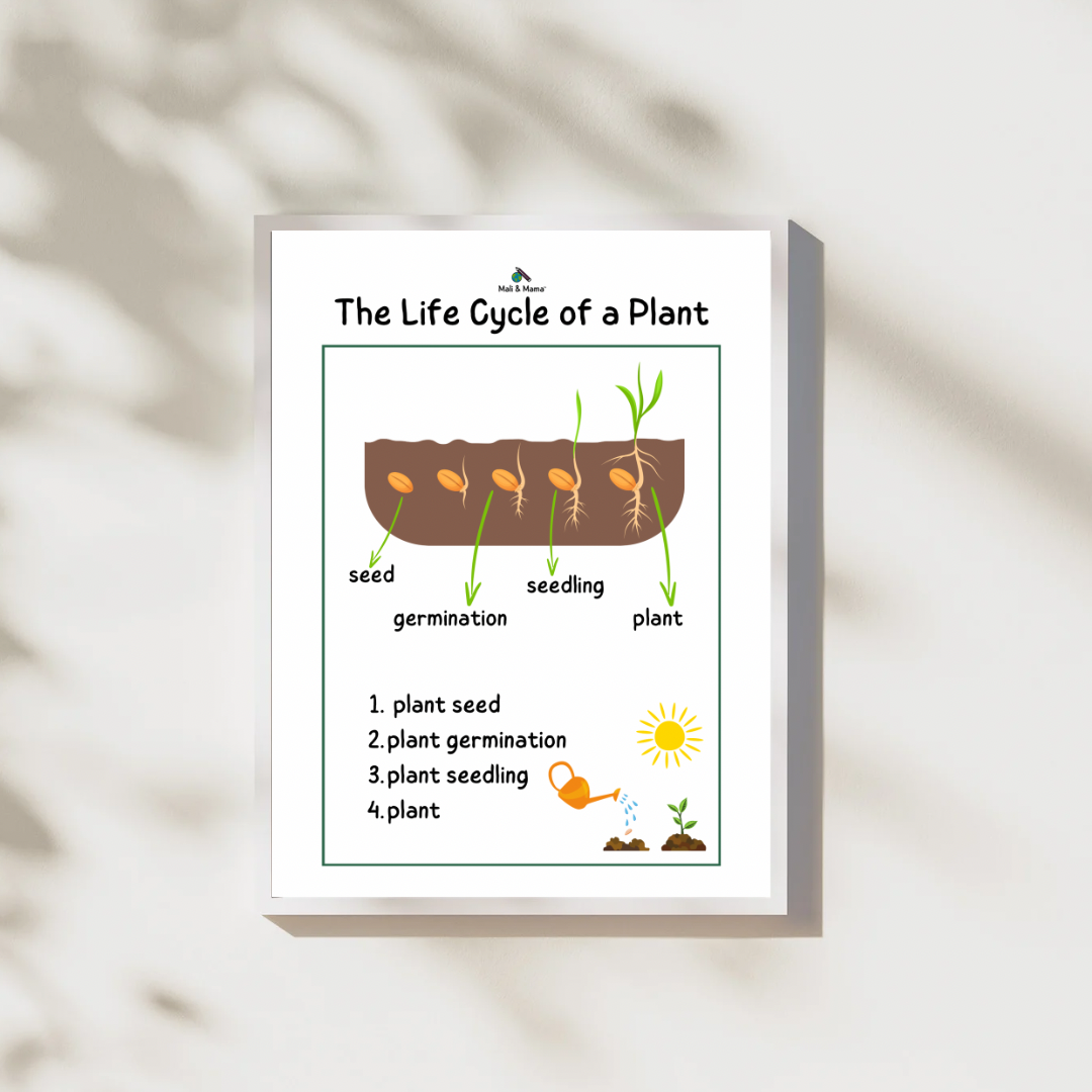 The Lifecycle of a Plant Package | Model Toys, Cards & Digital Posters Bundle of 19 pcs