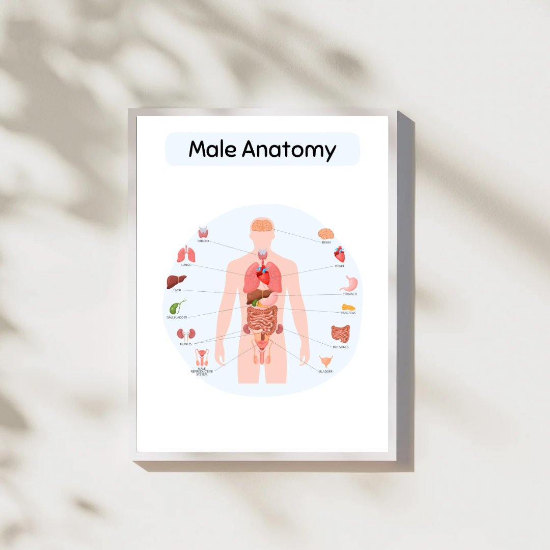 Male Anatomy Digital Poster