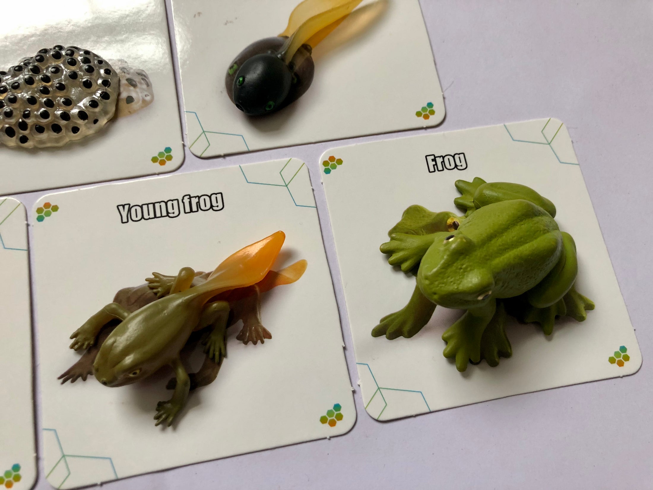 The Life Cycle of a Frog Package | Model Toys, Cards & Digital Posters | Bundle of 17 pcs