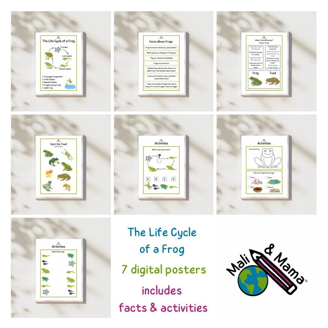 The Life Cycle of a Frog Package | Model Toys, Cards & Digital Posters | Bundle of 17 pcs