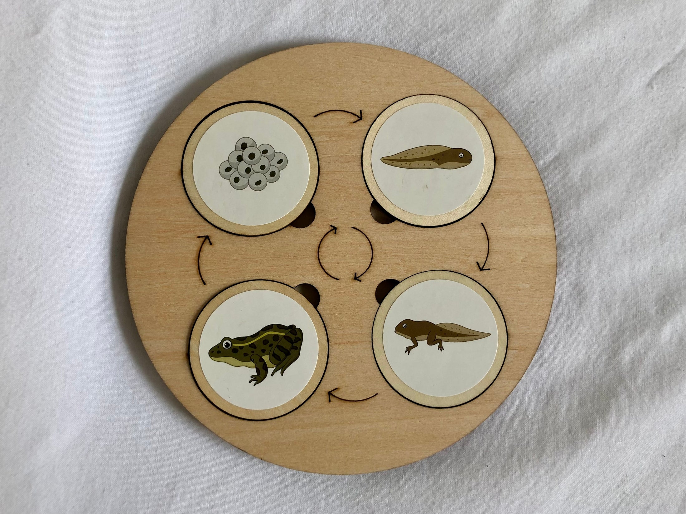 Montessori Wooden Life Cycle Board | 10 Life Cycles