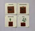 Load image into Gallery viewer, The Lifecycle of a Plant Package | Model Toys, Cards & Digital Posters Bundle of 19 pcs
