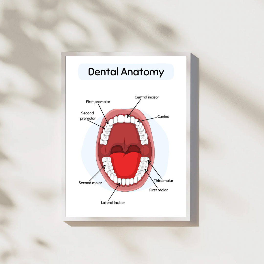 Dental Anatomy Digital Poster