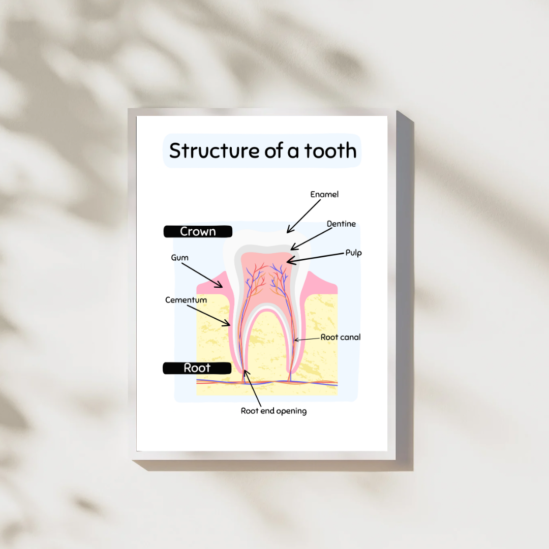 Structure of a Tooth Digital Poster