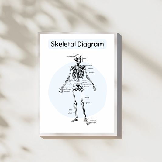 Skeletal Diagram Digital Poster